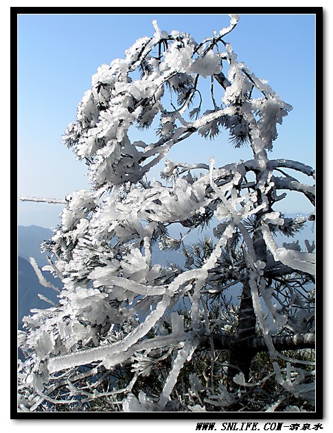 仙岩冰花