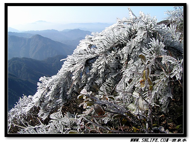 仙岩冰花