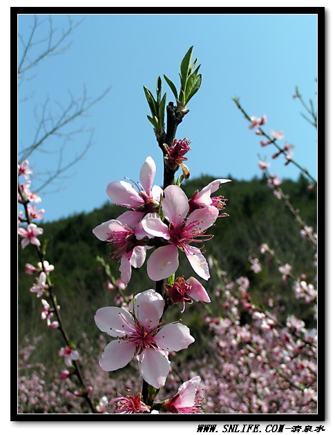 桃花依旧笑春风