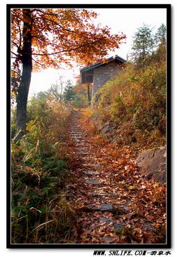 高山岭红叶落