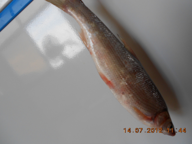 DSCN3964.JPG