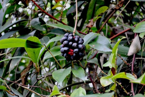 DSC_0079.jpg