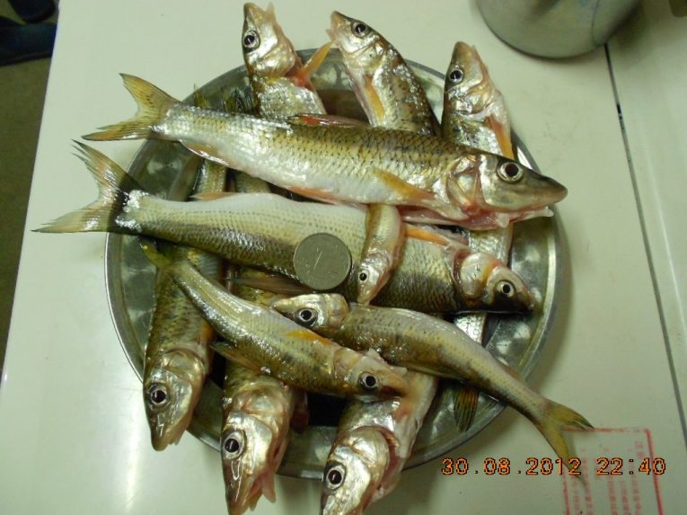 DSCN4026.JPG