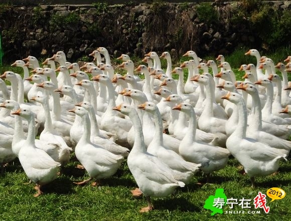 曲项向天歌