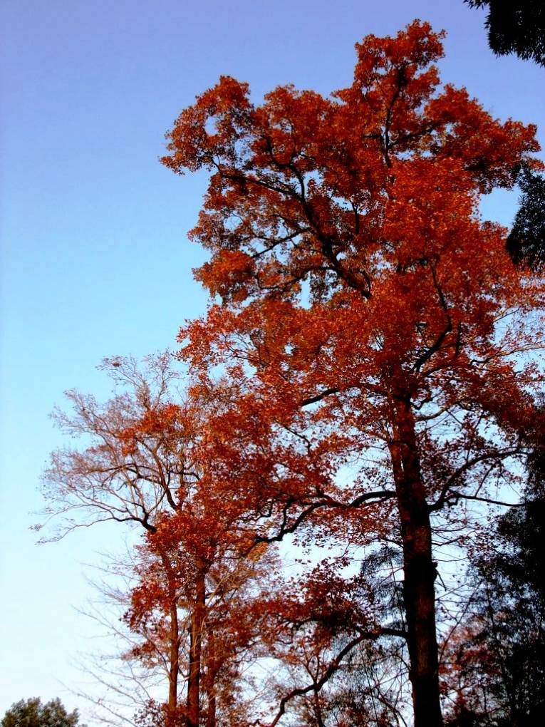 照片 1986.jpg
