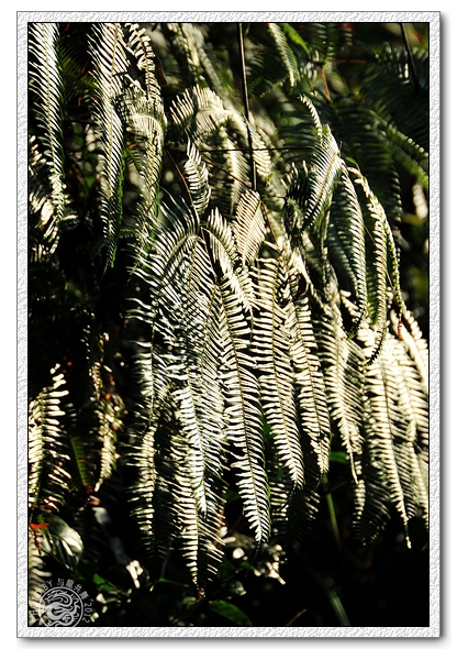 DSC_0895.jpg