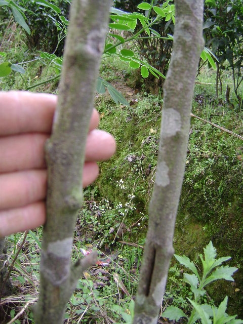 DSC02403_旋转.JPG