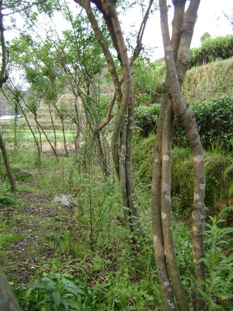 DSC02399_旋转.JPG