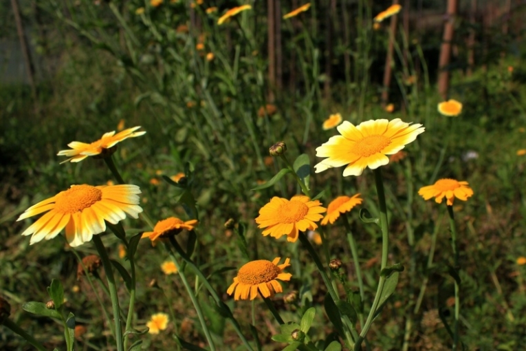 psbCAID63R0.jpg