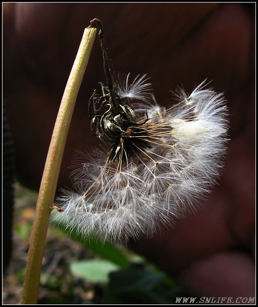 花版今天不在，浪子也发几朵花：）