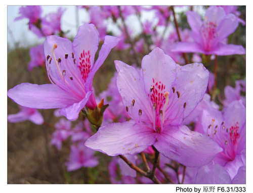 杜鹃花