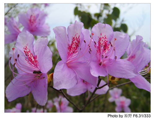 杜鹃花