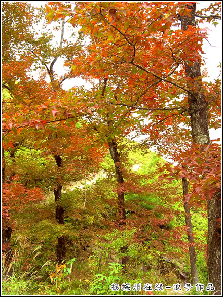 秋--高山岭采风